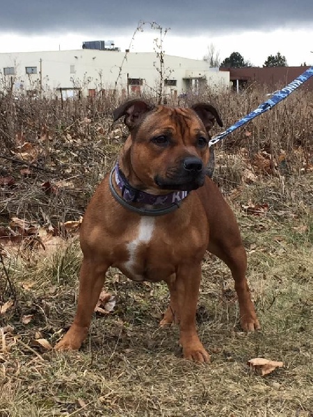 Laika Of Loveur Stafford