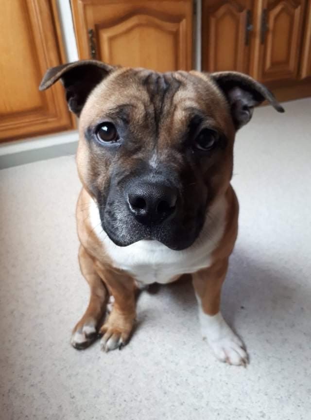 Tyson Of Loveur Stafford