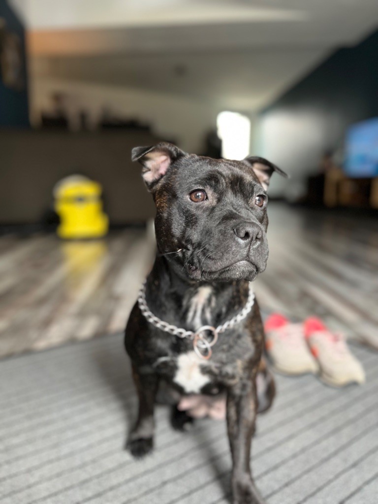 Zadatis Triska du good dog stafford