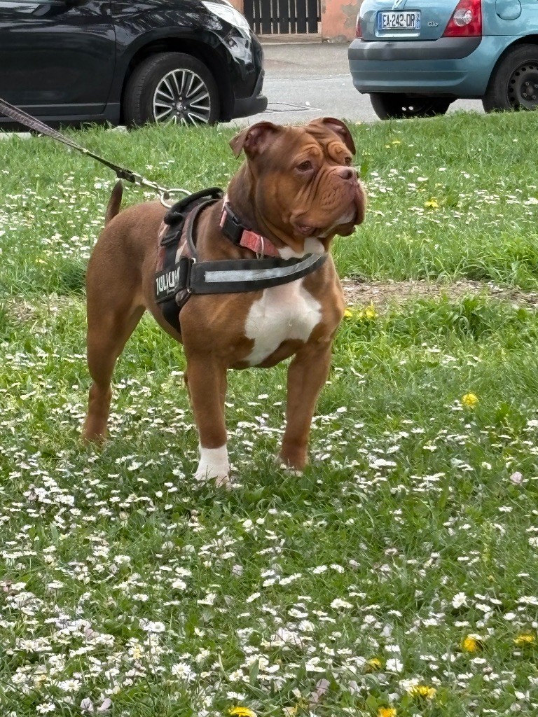 Of Loveur Stafford - Bully standard