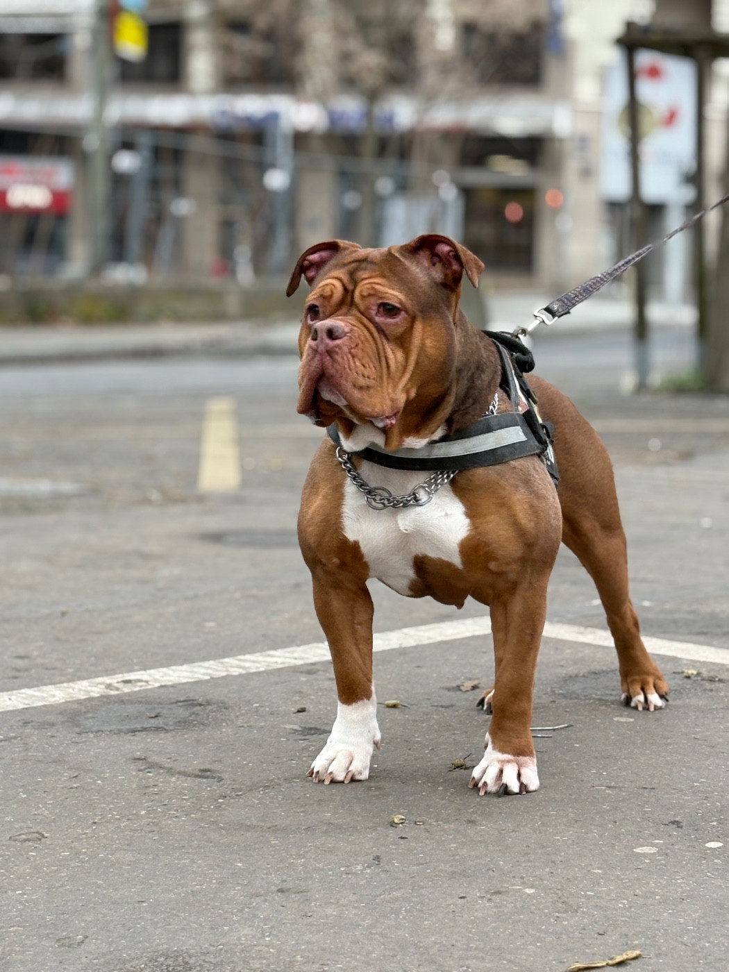 Chesls bully standard