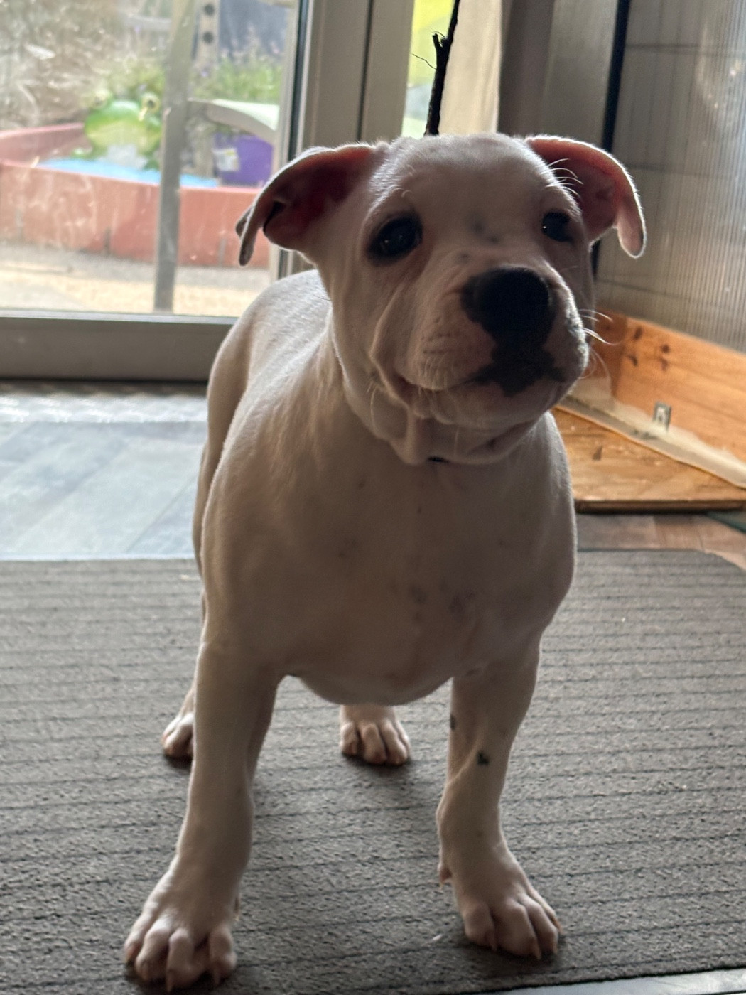 Of Loveur Stafford - Booba à vendre pour compagnies