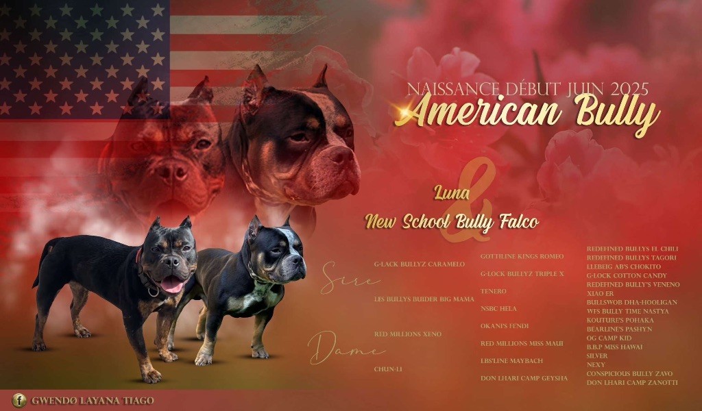 Bébé bully Disp 