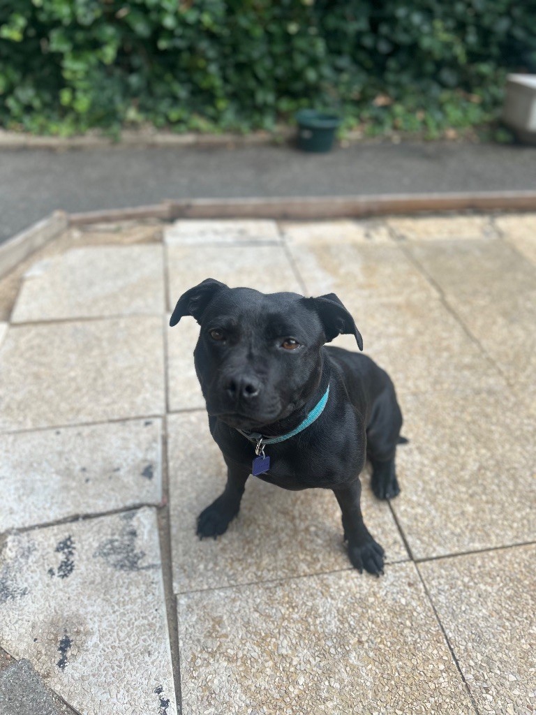 femelle Staffie a vendre 