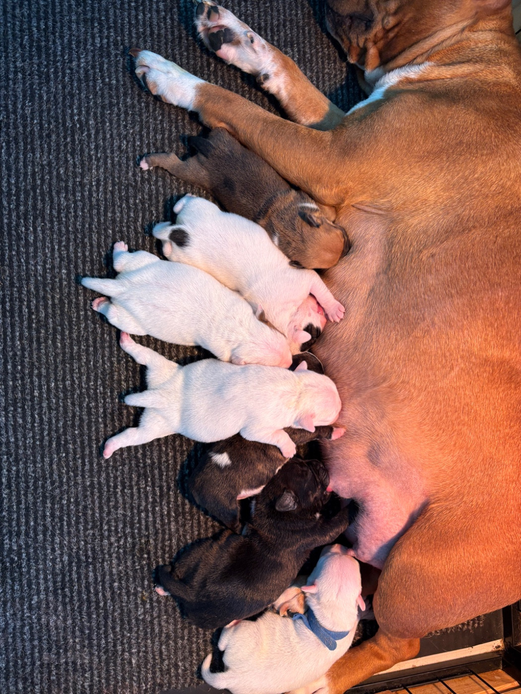 Of Loveur Stafford - Staffordshire Bull Terrier - Portée née le 03/03/2026