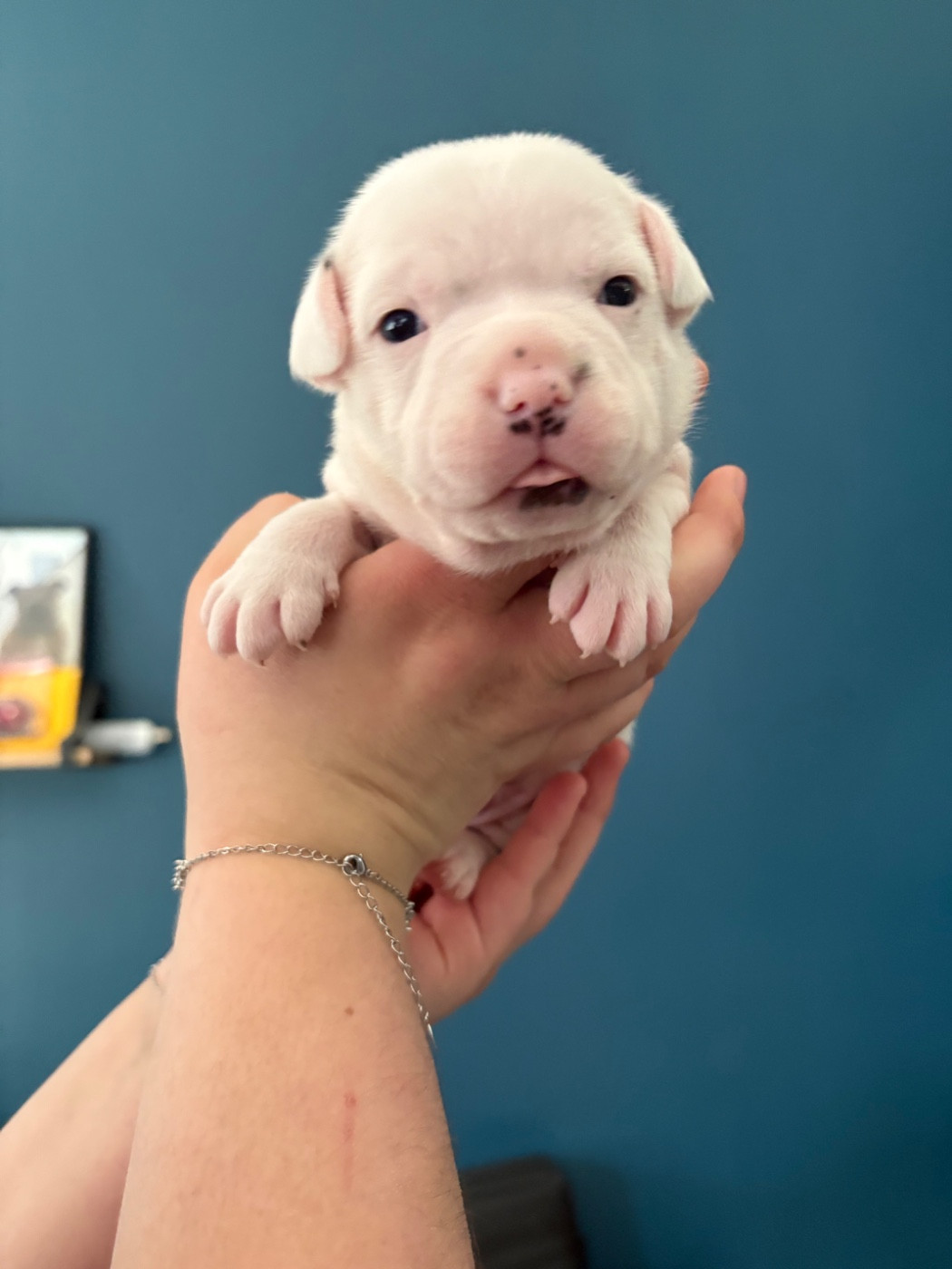 Of Loveur Stafford - Chiots disponibles - Staffordshire Bull Terrier