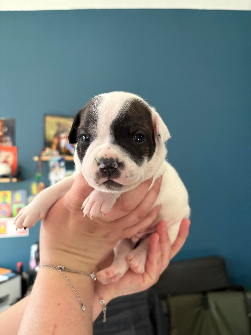 Of Loveur Stafford - Chiots disponibles - Staffordshire Bull Terrier