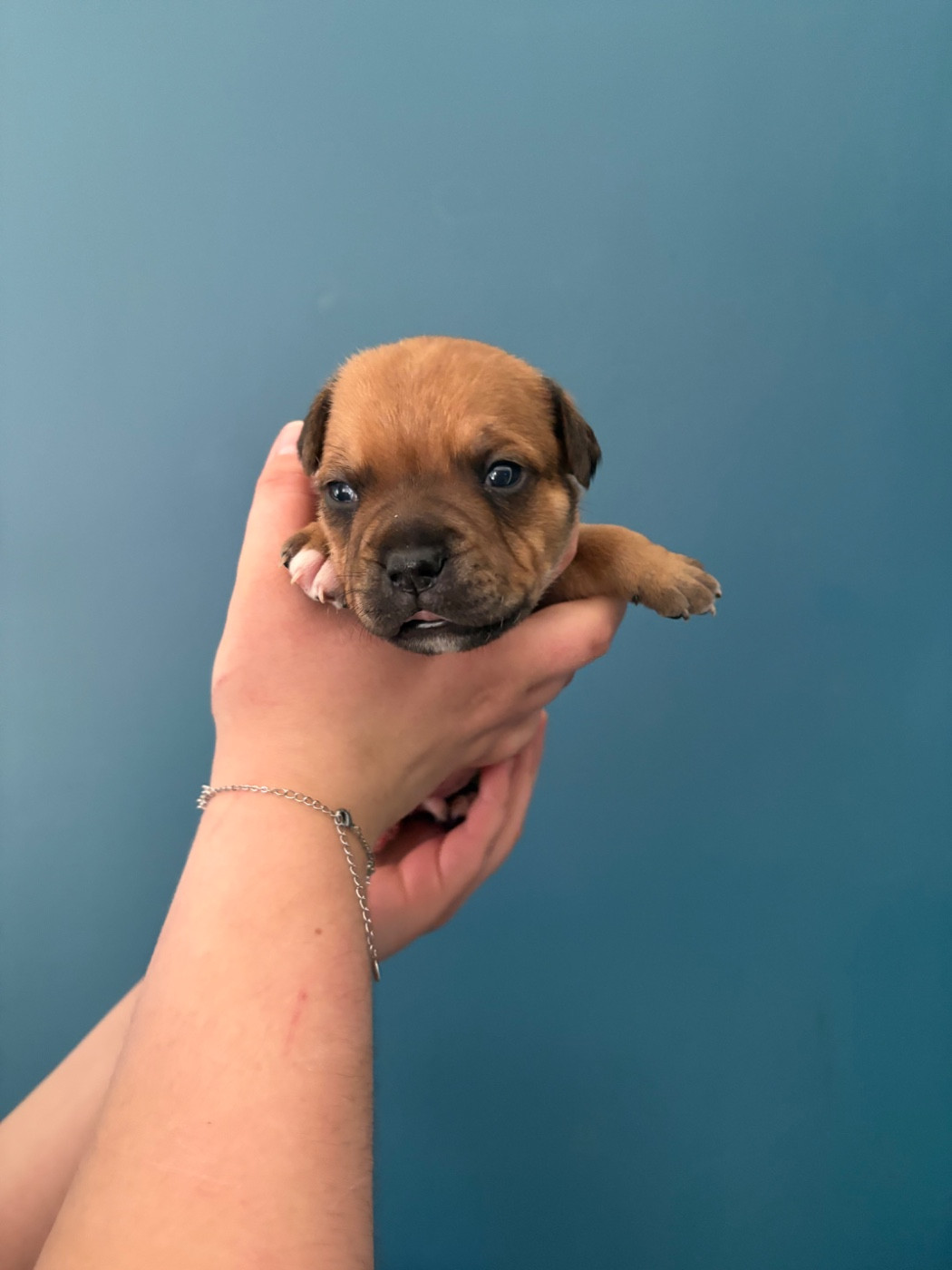 Of Loveur Stafford - Chiots disponibles - Staffordshire Bull Terrier