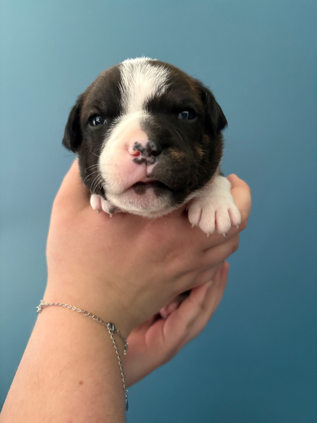 Of Loveur Stafford - Chiots disponibles - Staffordshire Bull Terrier