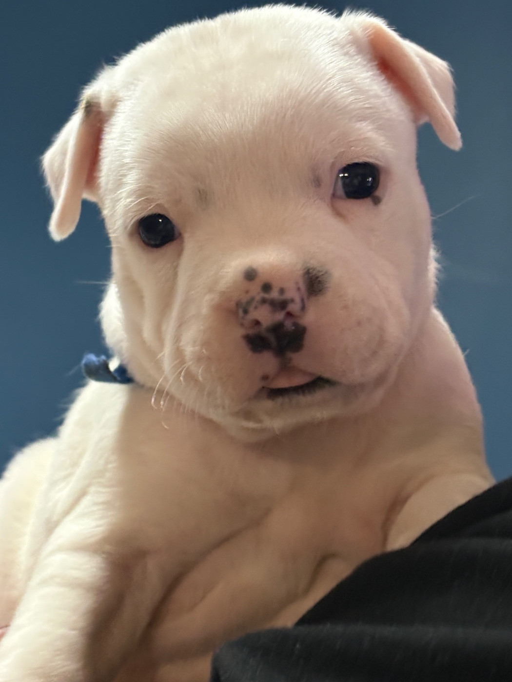 Of Loveur Stafford - Chiots disponibles - Staffordshire Bull Terrier