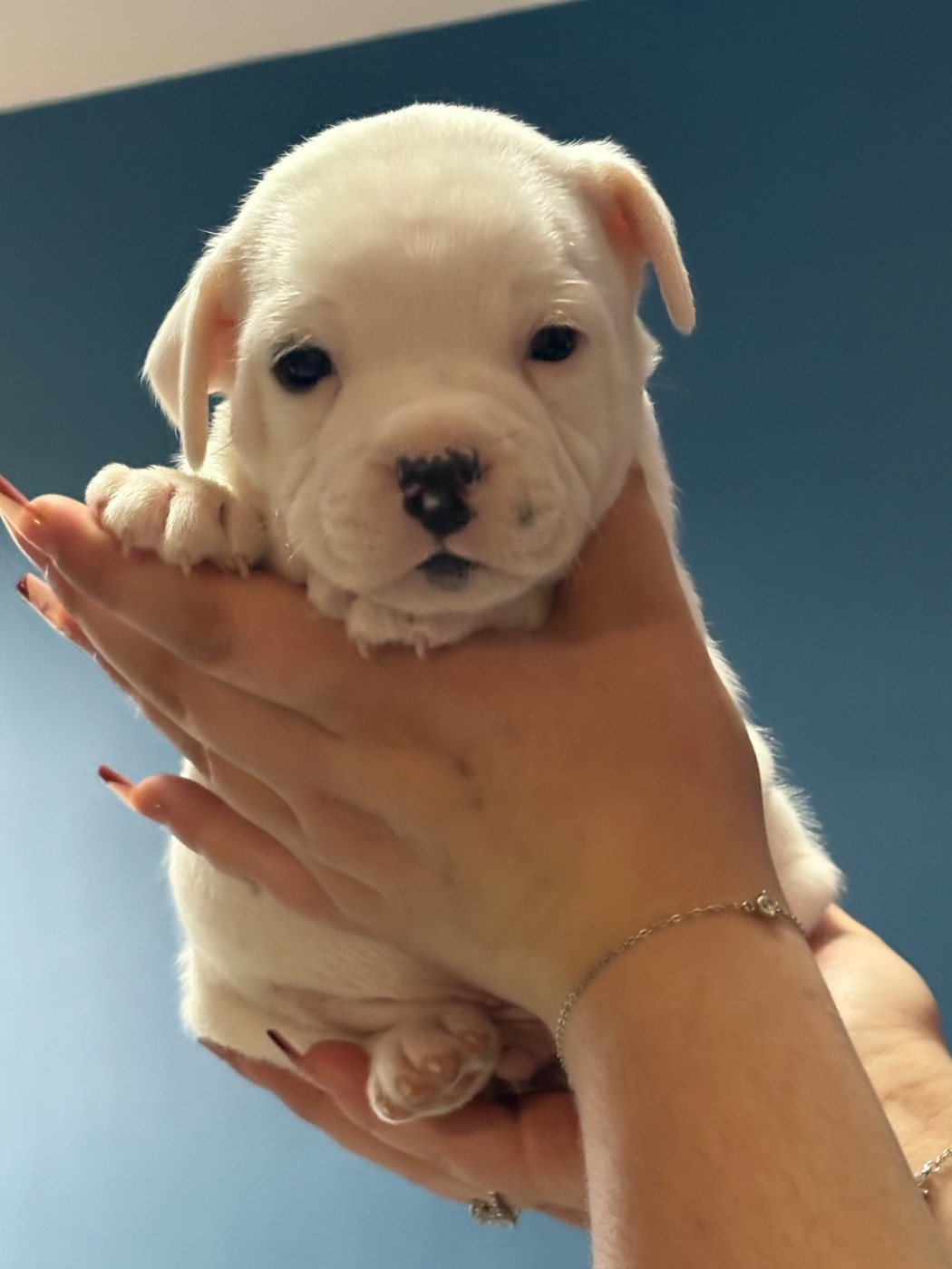 Of Loveur Stafford - Chiots disponibles - Staffordshire Bull Terrier