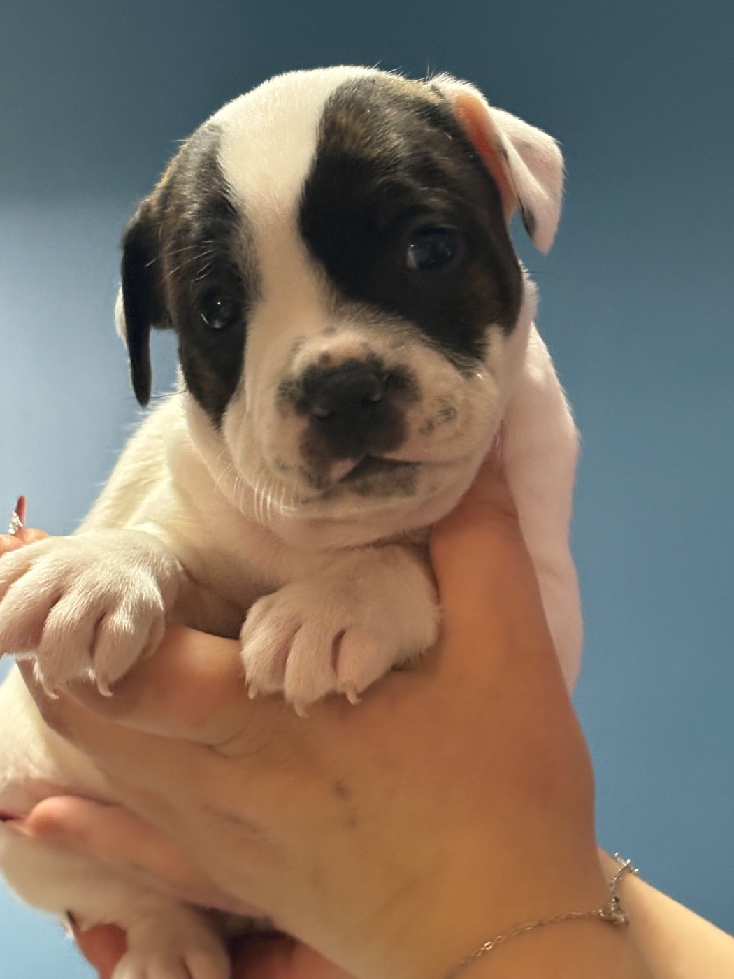 Of Loveur Stafford - Chiots disponibles - Staffordshire Bull Terrier