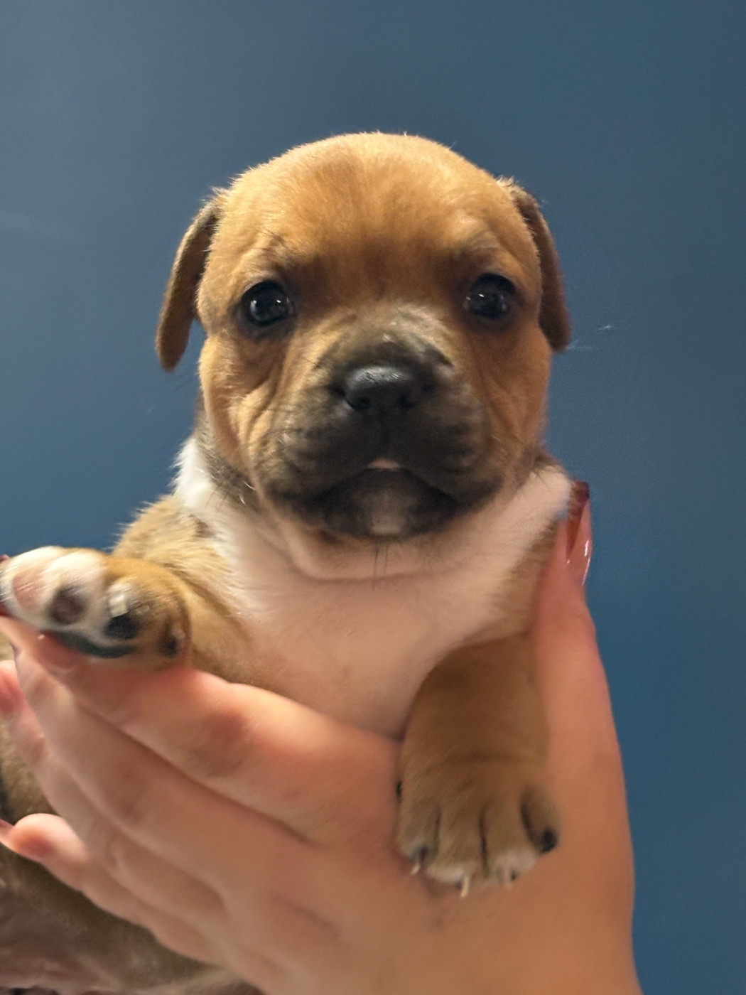 Of Loveur Stafford - Chiots disponibles - Staffordshire Bull Terrier