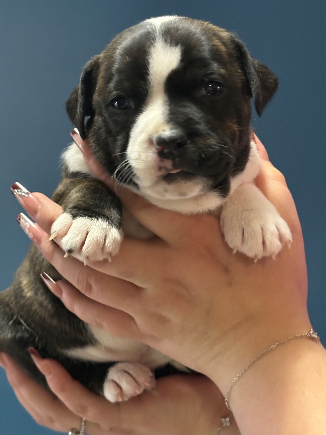 Of Loveur Stafford - Chiots disponibles - Staffordshire Bull Terrier