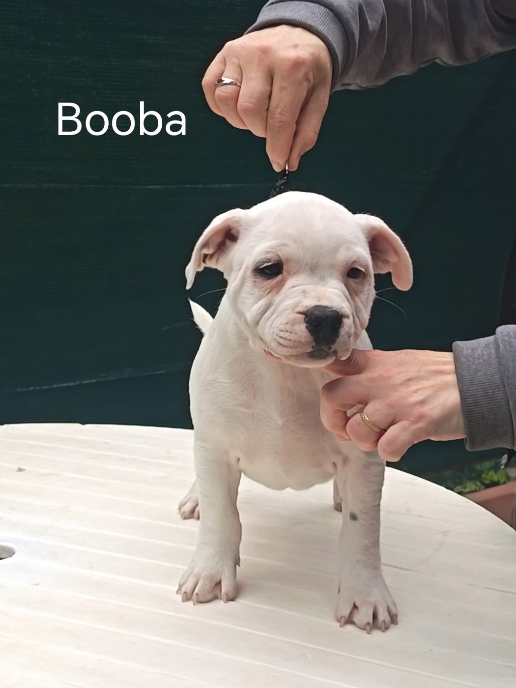 Of Loveur Stafford - Chiots disponibles - Staffordshire Bull Terrier