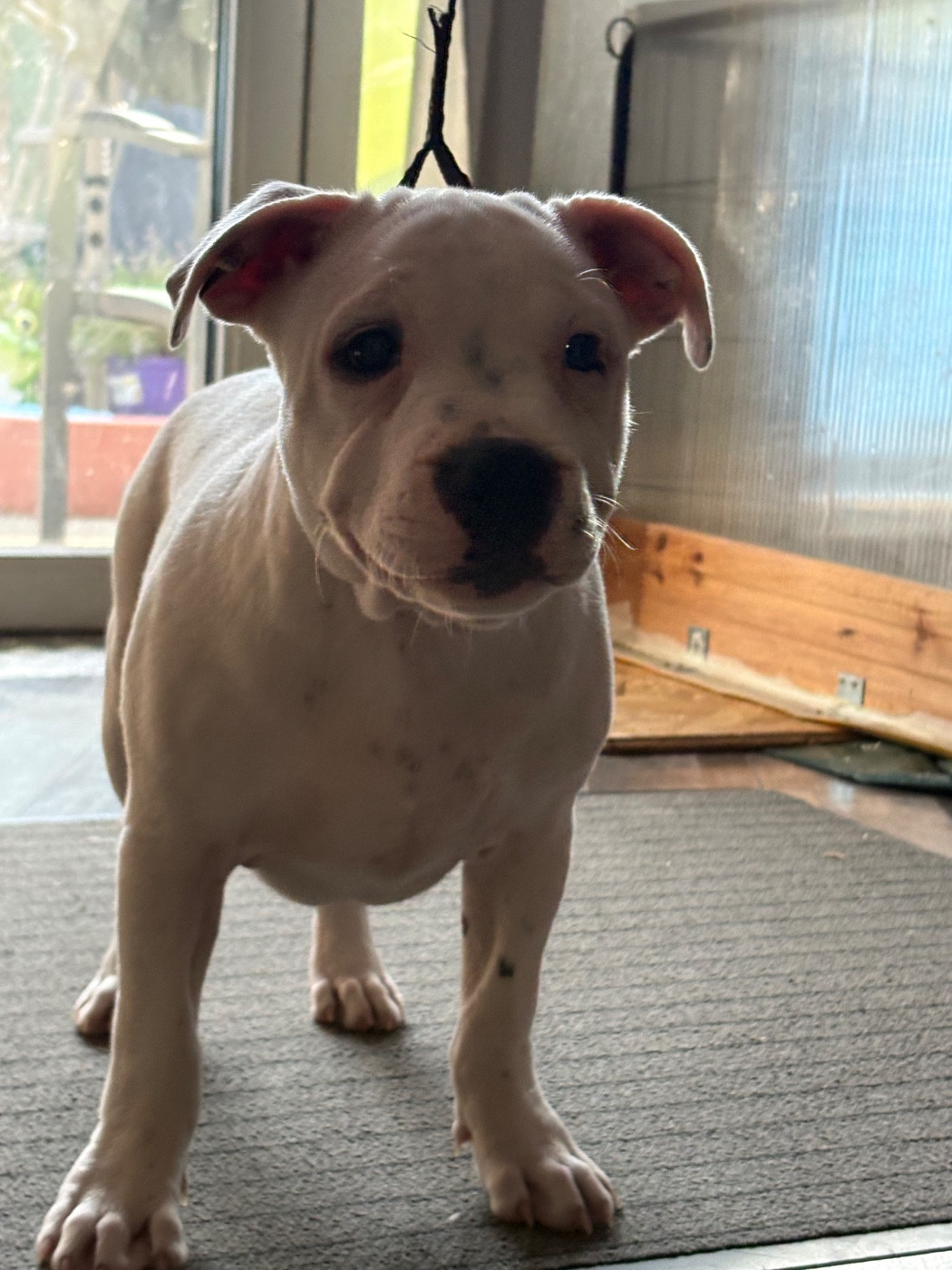 Of Loveur Stafford - Chiots disponibles - Staffordshire Bull Terrier
