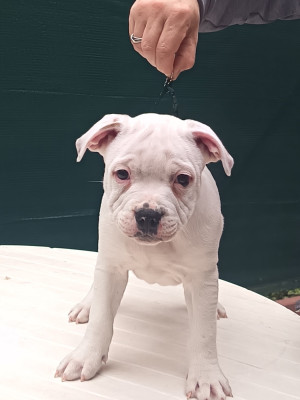 CHIOT 3